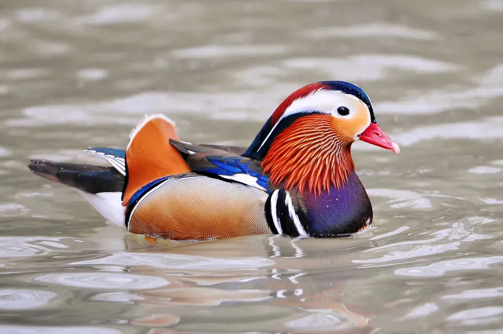 Mandarin Duck: Floating Artwork (Image Credits: Flickr)