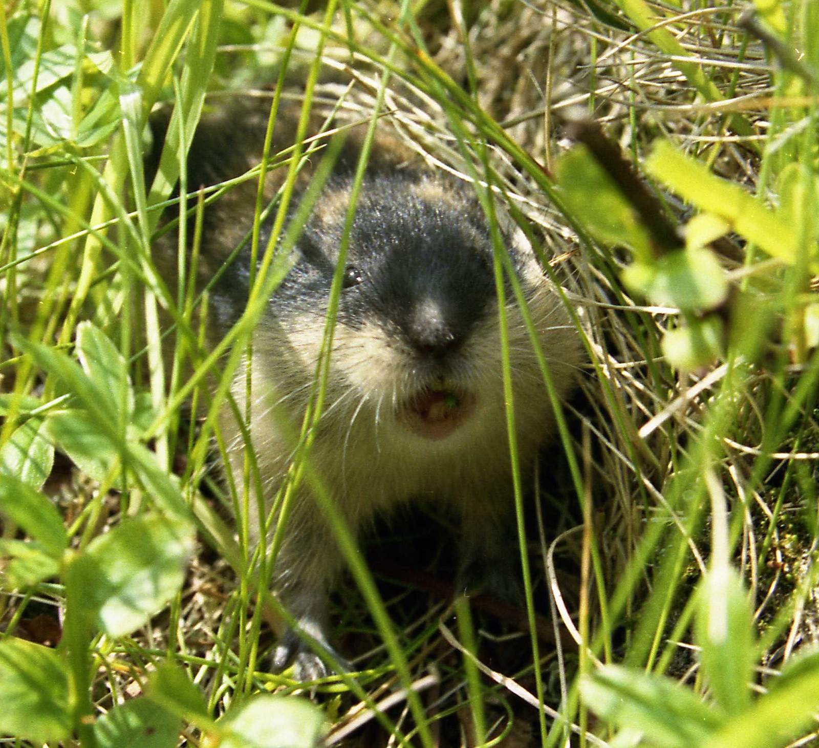 The Lemming Population Cycle Puzzle (Image Credits: Wikimedia)