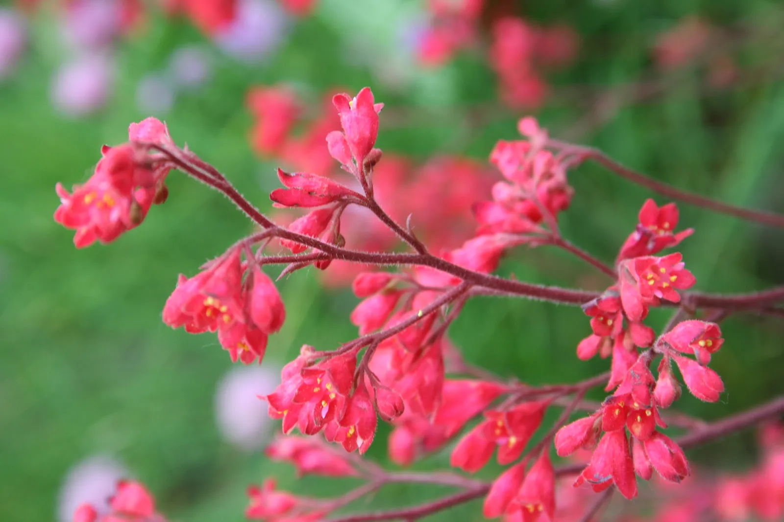 #6 - Coral Bells: Heuchera That Hummingbirds Visit (By A. K&ouml;hler, CC BY-SA 3.0)