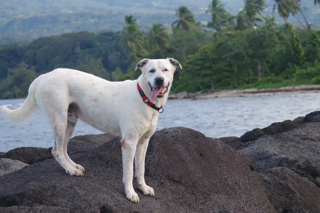 #16 - Hawaiian Poi Dog (Image Credits: Unsplash)