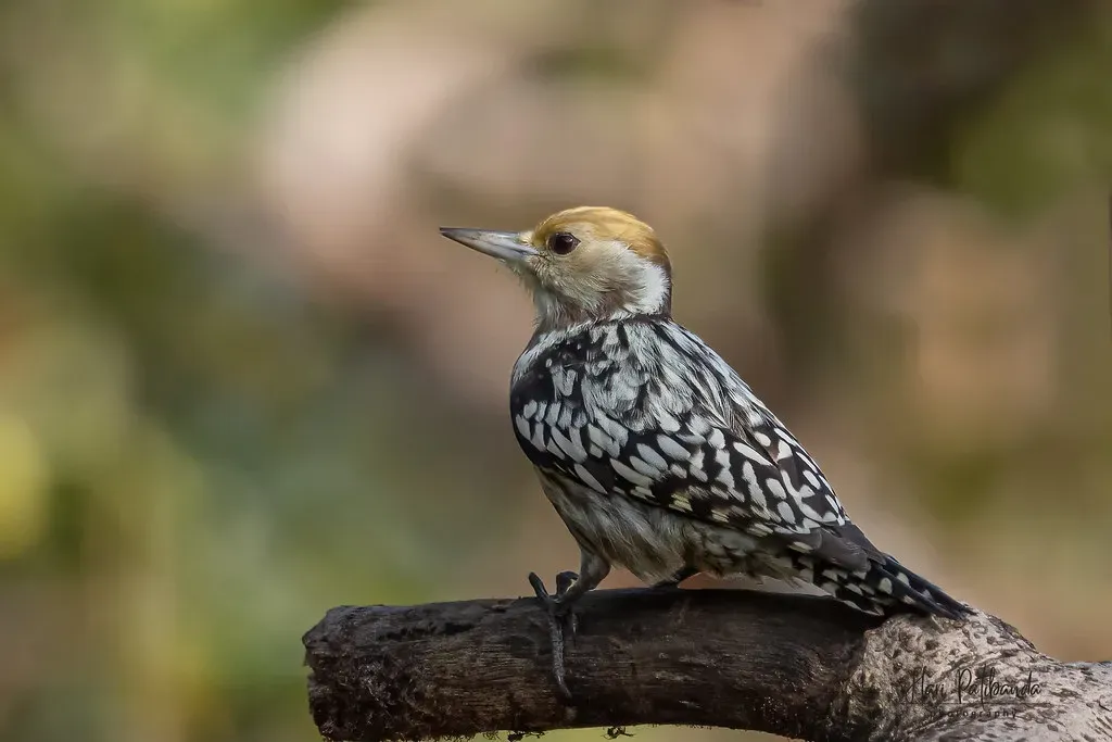 #10. Your House Is Near Wooded Areas With High Bird Population Density (Hari K Patibanda, Flickr, CC BY 2.0)