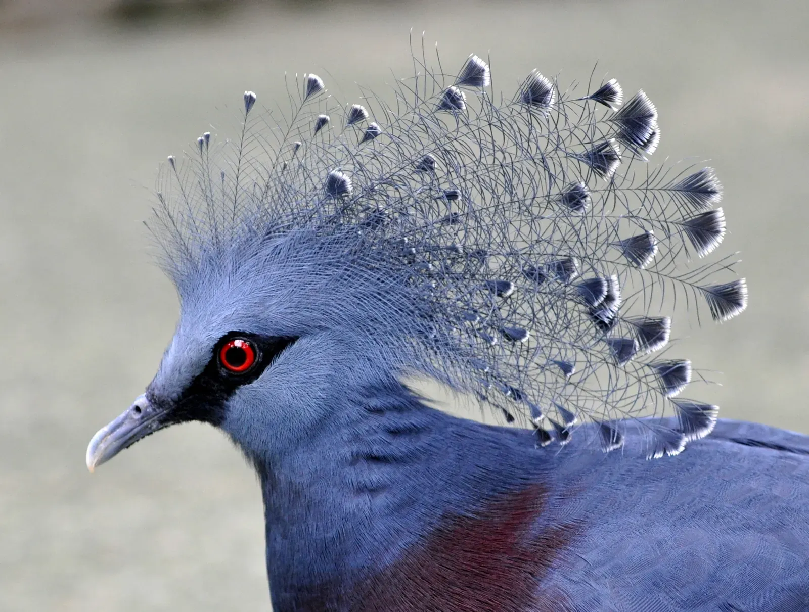 1. Victoria Crowned Pigeon (Image Credits: Wikimedia)