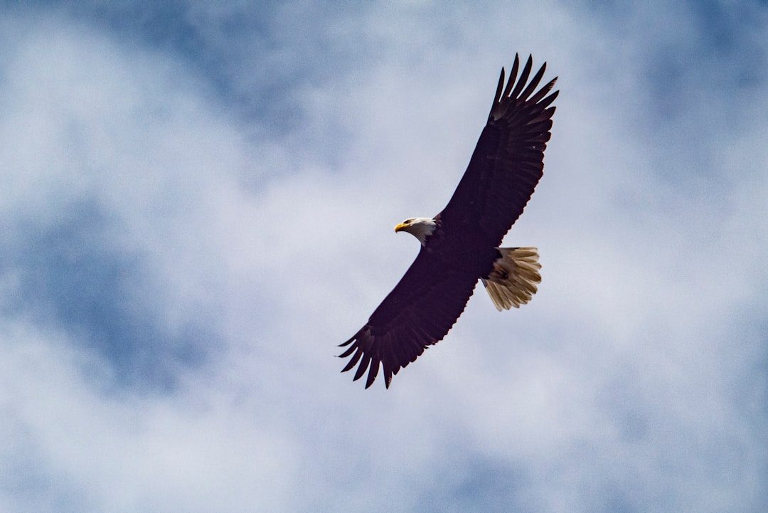 Eagle's Sacred Flight to the Spirit World (Image Credits: Unsplash)