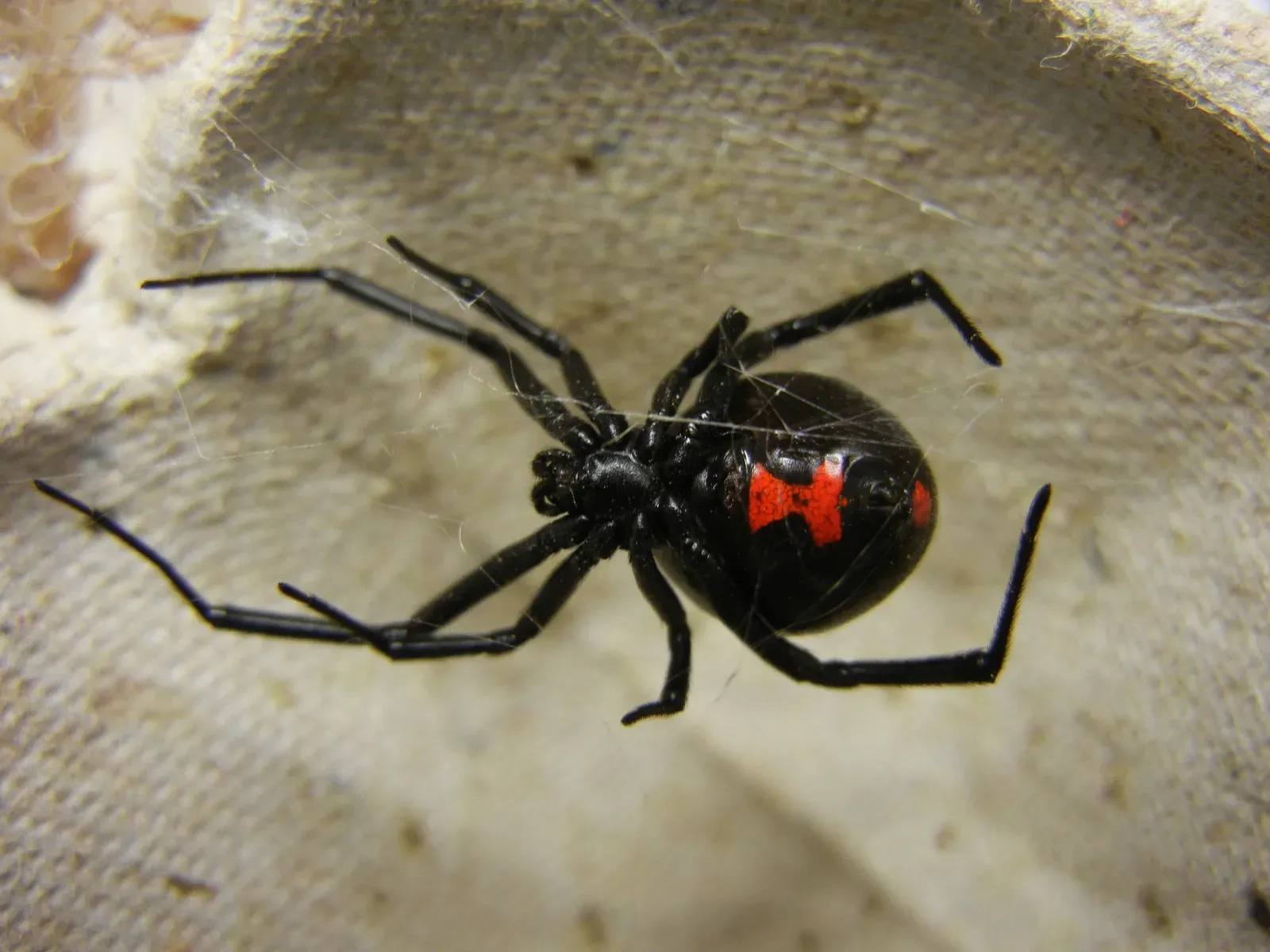 Virgo: The Black Widow Spider (Image Credits: Wikimedia)