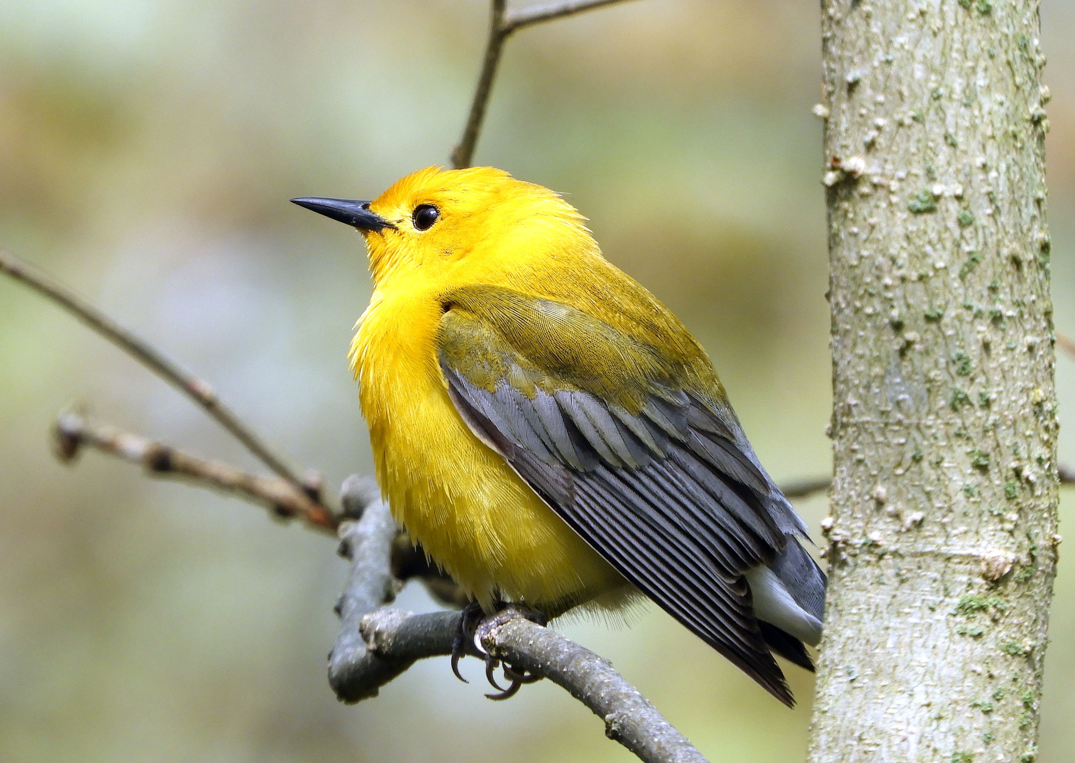 Prothonotary Warbler (Image Credits: Wikimedia)