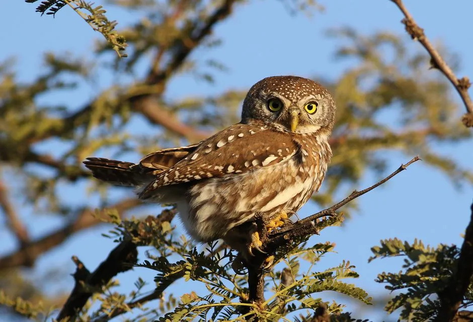 Pisces: The Elf Owl's Gentle Intuition (Image Credits: Pexels)