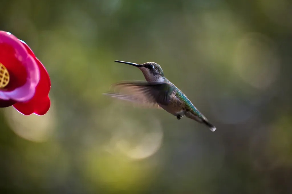 #6. They Respond to Shortening Daylight Hours at a Hormonal Level (the real Kam75, Flickr, CC BY-SA 2.0)