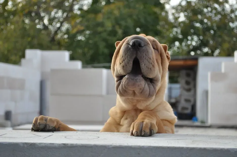 What All These Breeds Have in Common (Image Credits: Pexels)