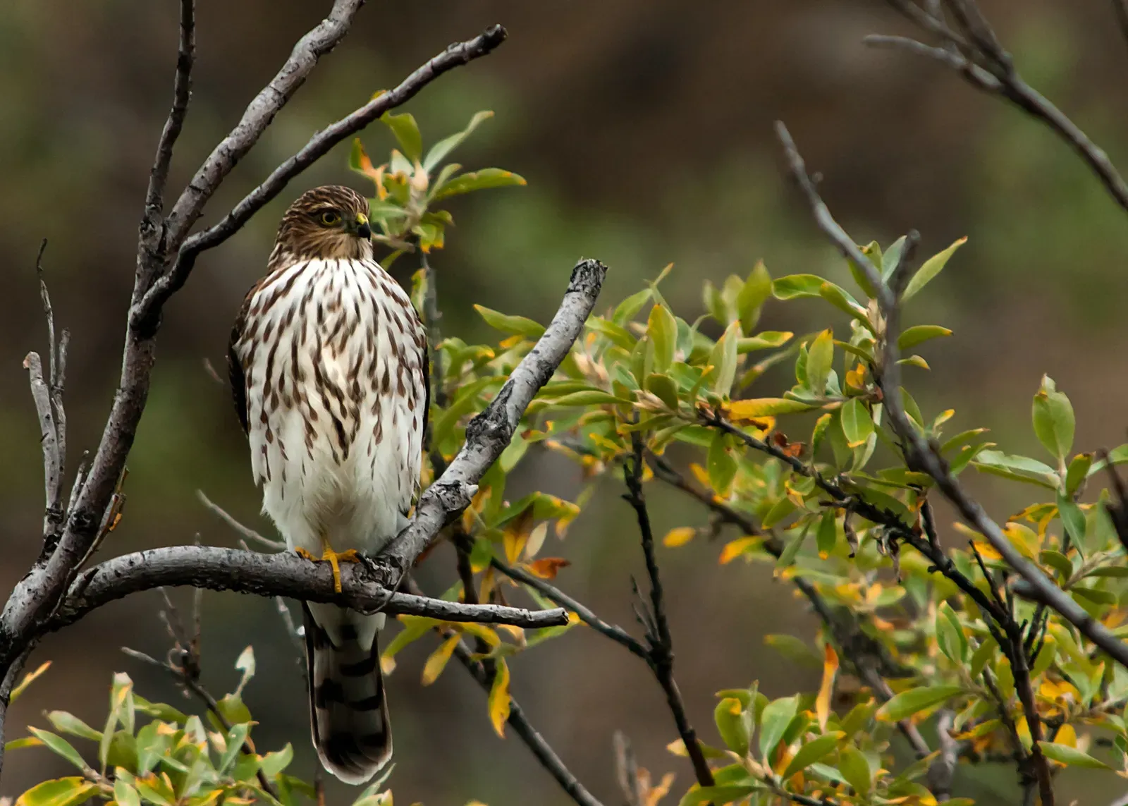 #2. The Hawk's Cry: The Single Sound Cardinals Fear Most (By Sandy Brown Jensen, Public domain)