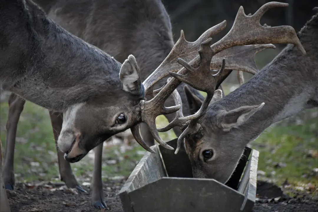Restocking Programs Bring the Deer Back Home (Image Credits: Unsplash)
