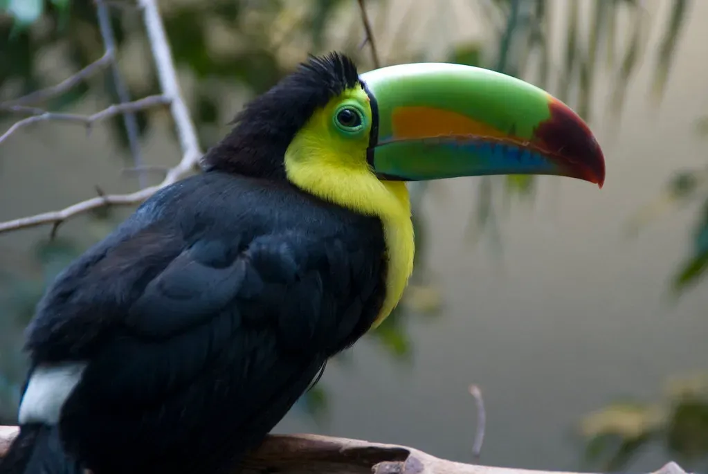 Keel-Billed Toucan: The Rainbow Bill (Image Credits: Flickr)