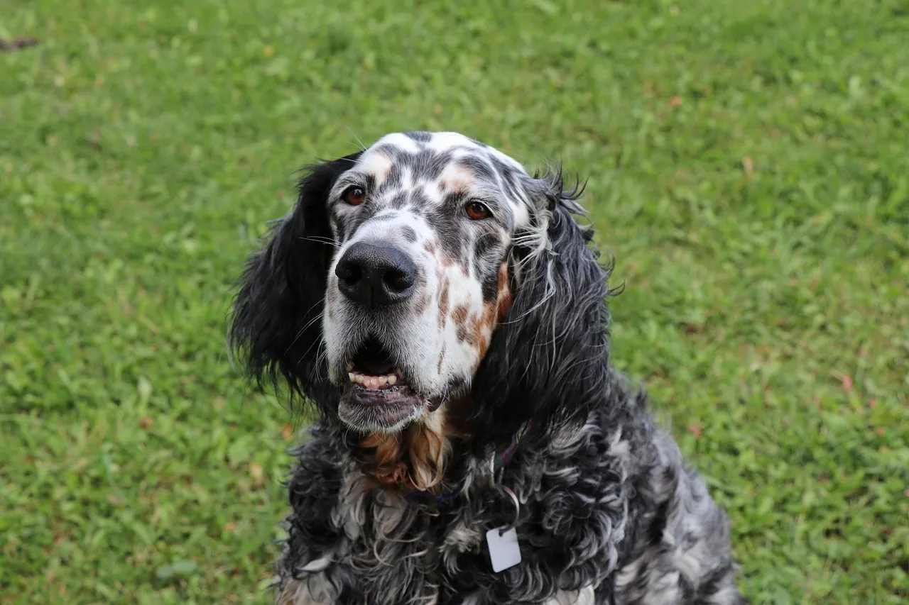 #12 - Field-Bred English Setter: The Working Dog That Skips Suburbia (Image Credits: Pixabay)