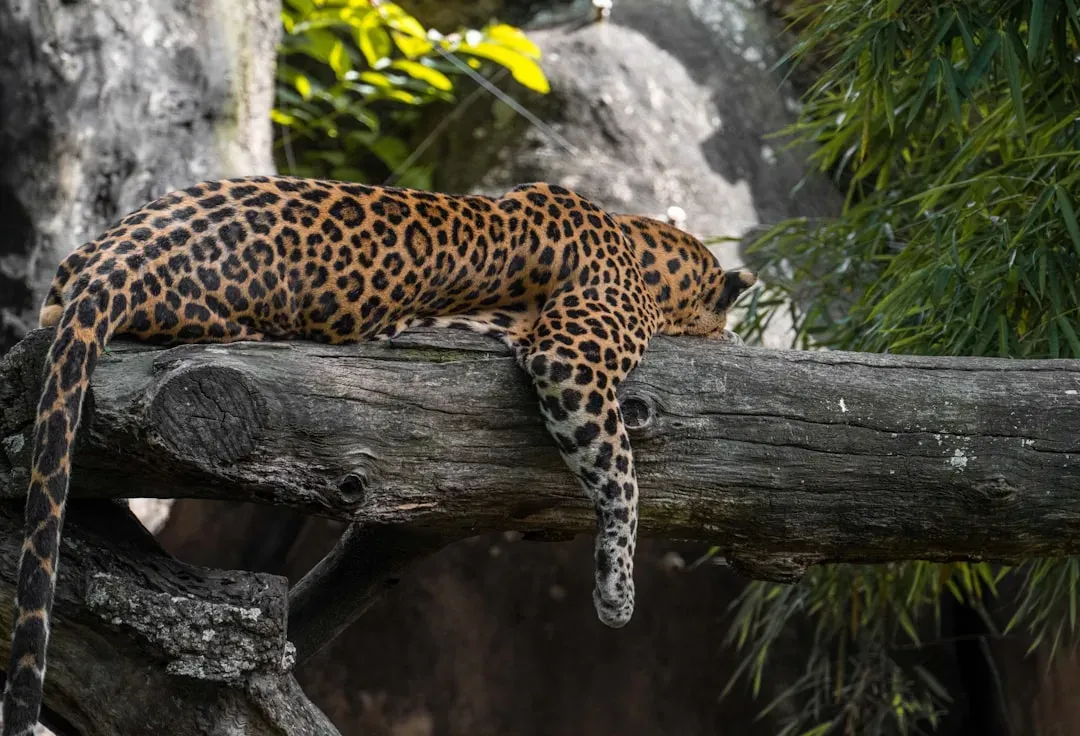 Tree Climbing Agility (Image Credits: Unsplash)