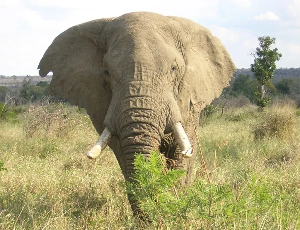 10. Elephants Use Visual Body Language as a Full Communication System (icelight, Flickr, CC BY 2.0)