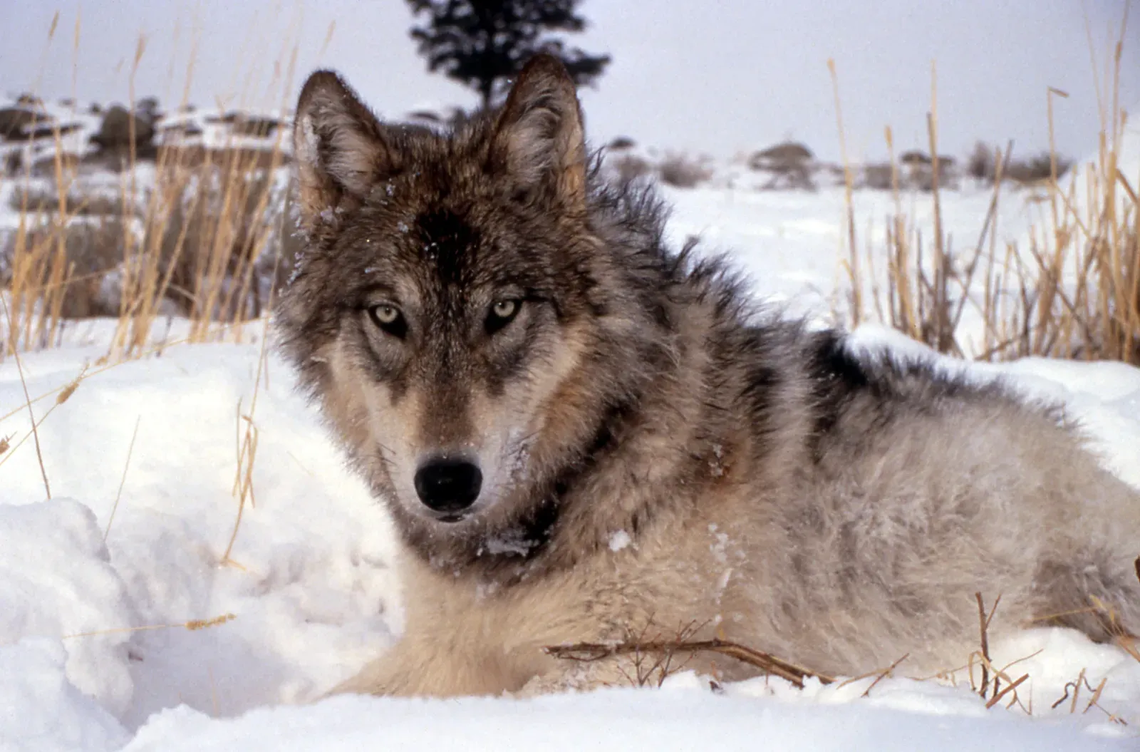 The Wolf: A Controversial Return and a Science Debate (Image Credits: Wikimedia)