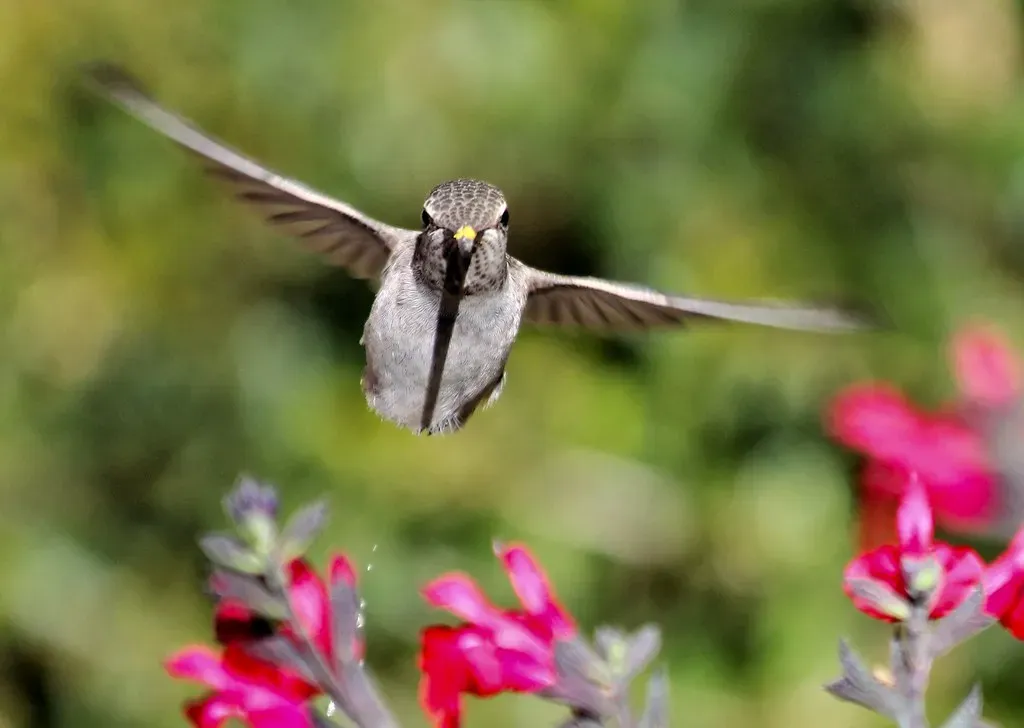 The Bigger Picture: What These Birds Are Actually Telling Us (Monkeystyle3000, Flickr, CC BY 2.0)