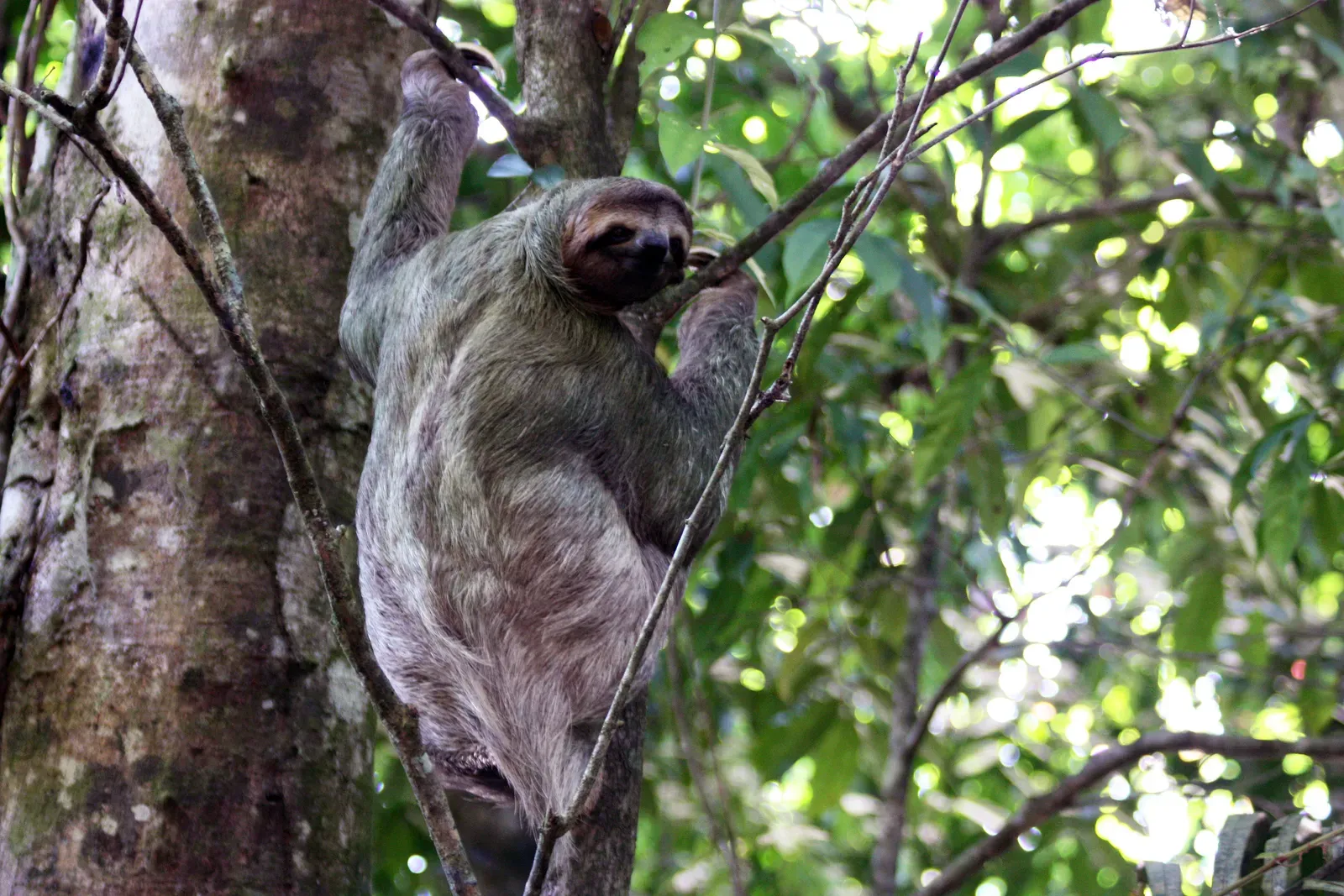 The Three-Toed Sloth (Image Credits: Wikimedia)