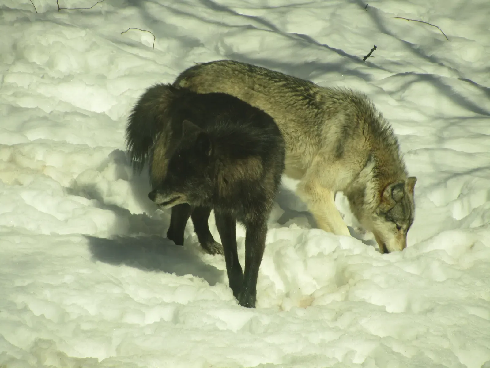 What Wolves Do to a Landscape (Haliburton Forest Wolf Centre - March 2011 - 019, CC BY 2.0)
