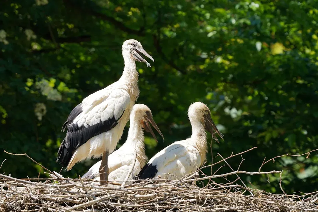 7. Pelican Parenthood Is Surprisingly Intense (Image Credits: Unsplash)