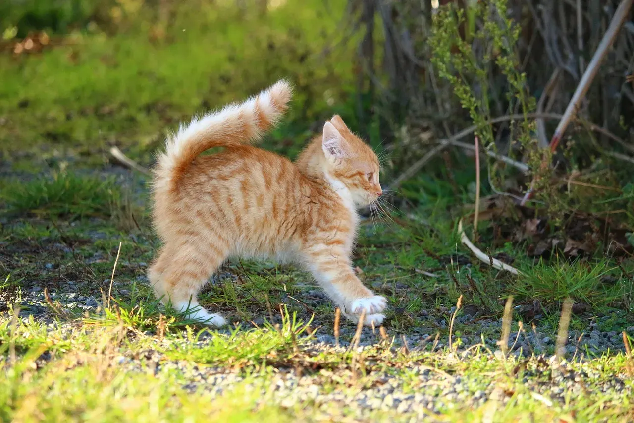 #3: Cats Always Land on Their Feet (Image Credits: Pixabay)