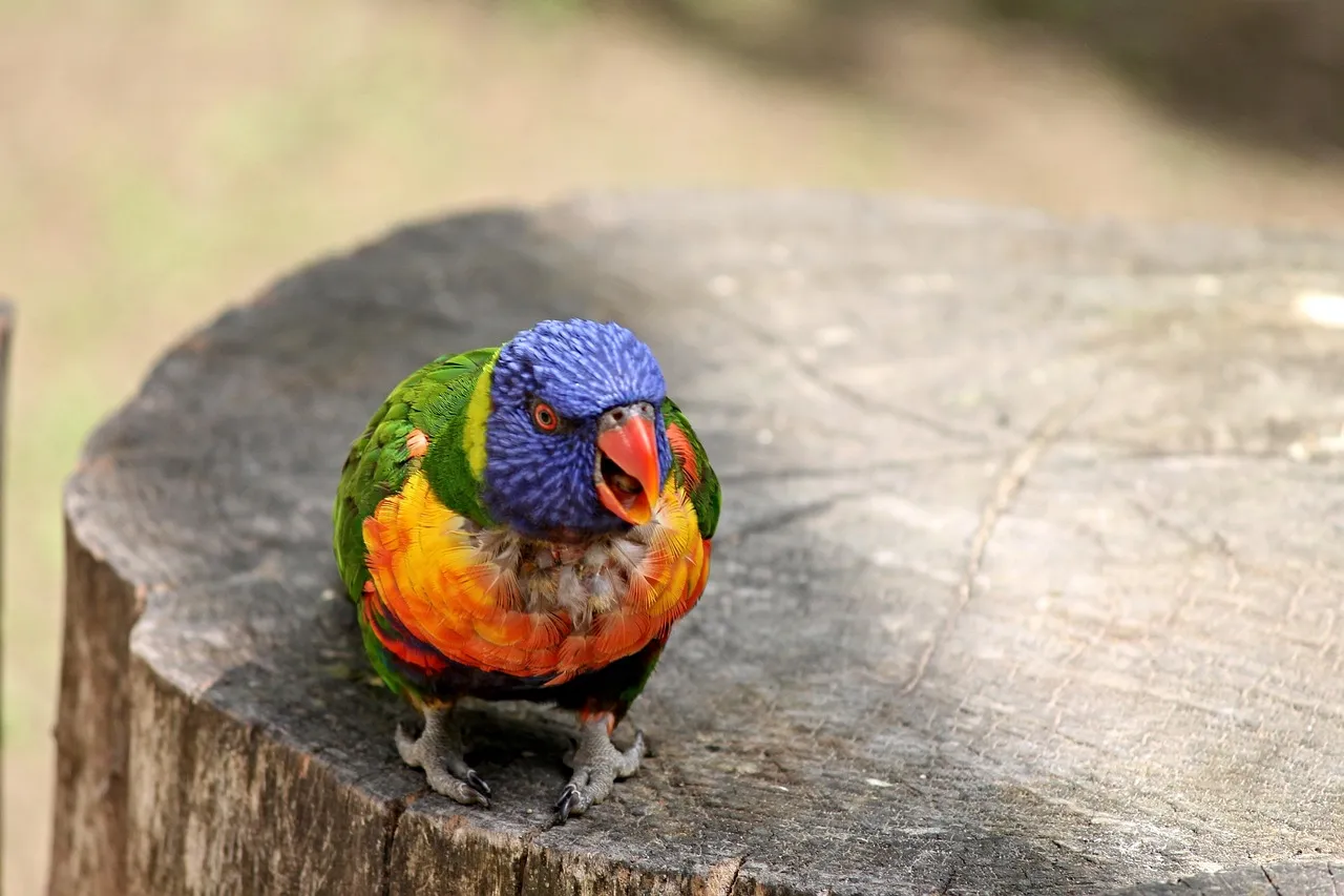 #8 - One or Two Bolder Birds Always Show Up First (Image Credits: Pixabay)
