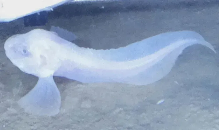 The Ghostly Snailfish: The Deepest Fish Ever Recorded (Image Credits: Source : Redditpics)
