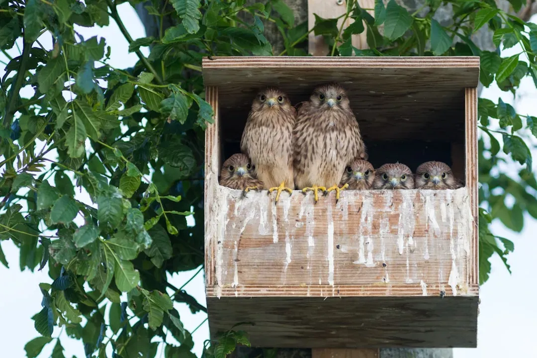10. Install Proper Nest Boxes (Image Credits: Unsplash)