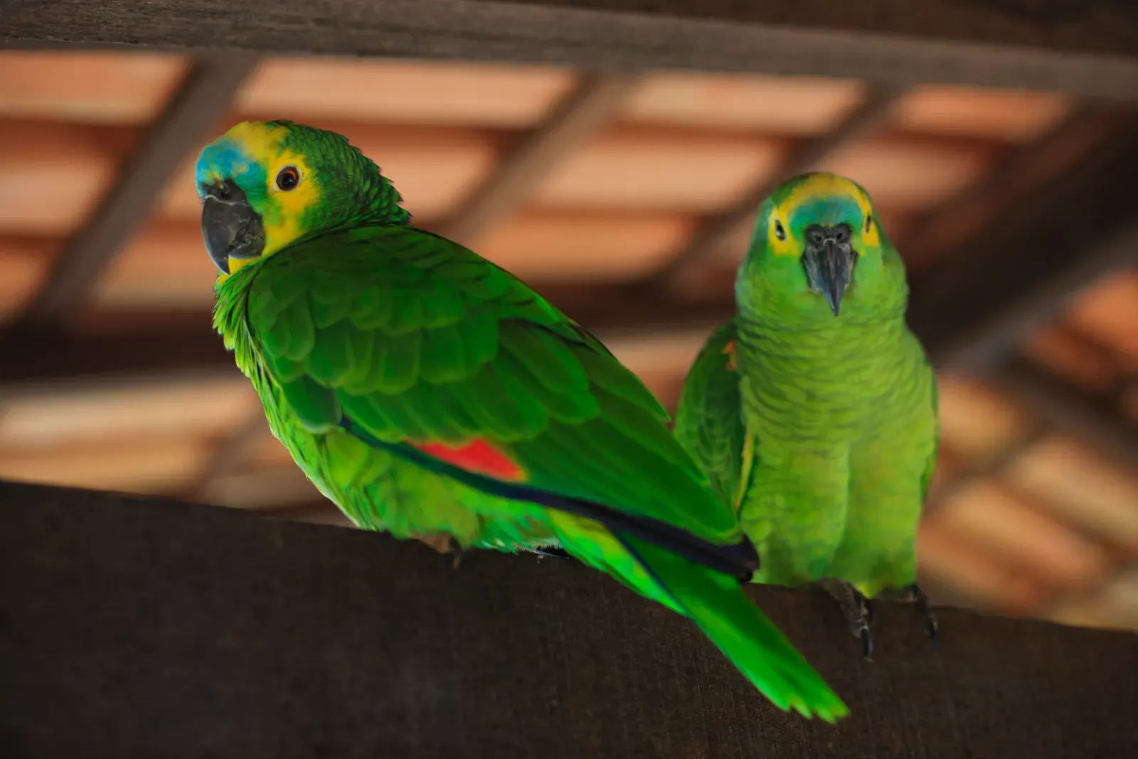 7. The Imperial Amazon: A National Symbol in Crisis (By Iuri Kothe from Rio de Janeiro, Brazil, CC BY 2.0)