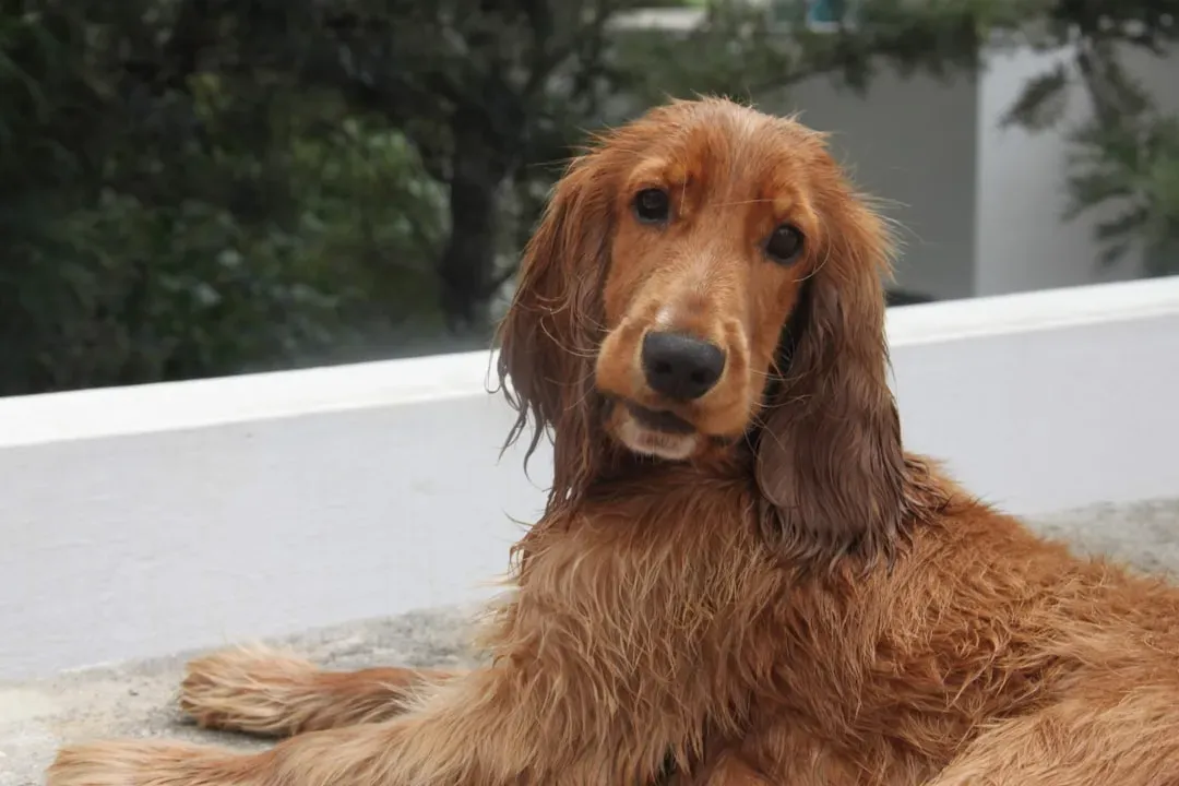 March: The Irish Setter (Image Credits: Unsplash)