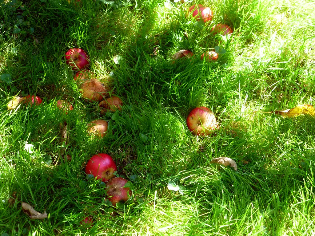 #8 - Leave Windfall Fruit on the Ground (Image Credits: Flickr)