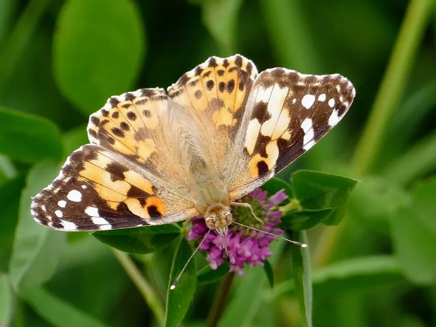 Painted Lady Butterfly: Transcontinental Travelers (Image Credits: Pexels)