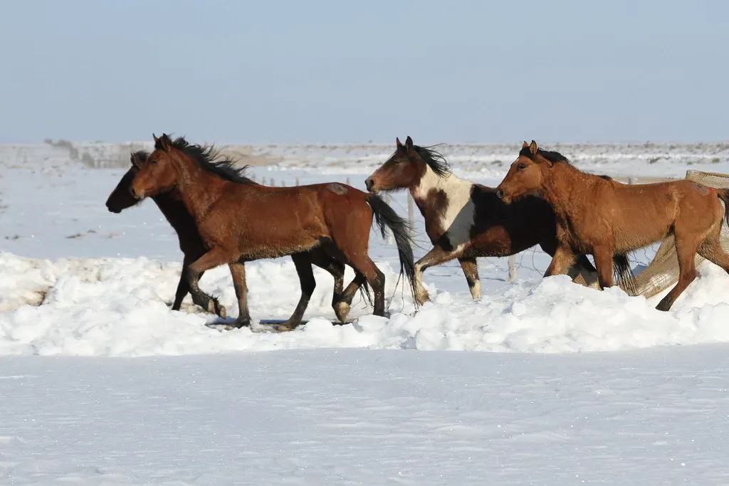 Physical Adaptations Built for Extreme Cold (Image Credits: Flickr)