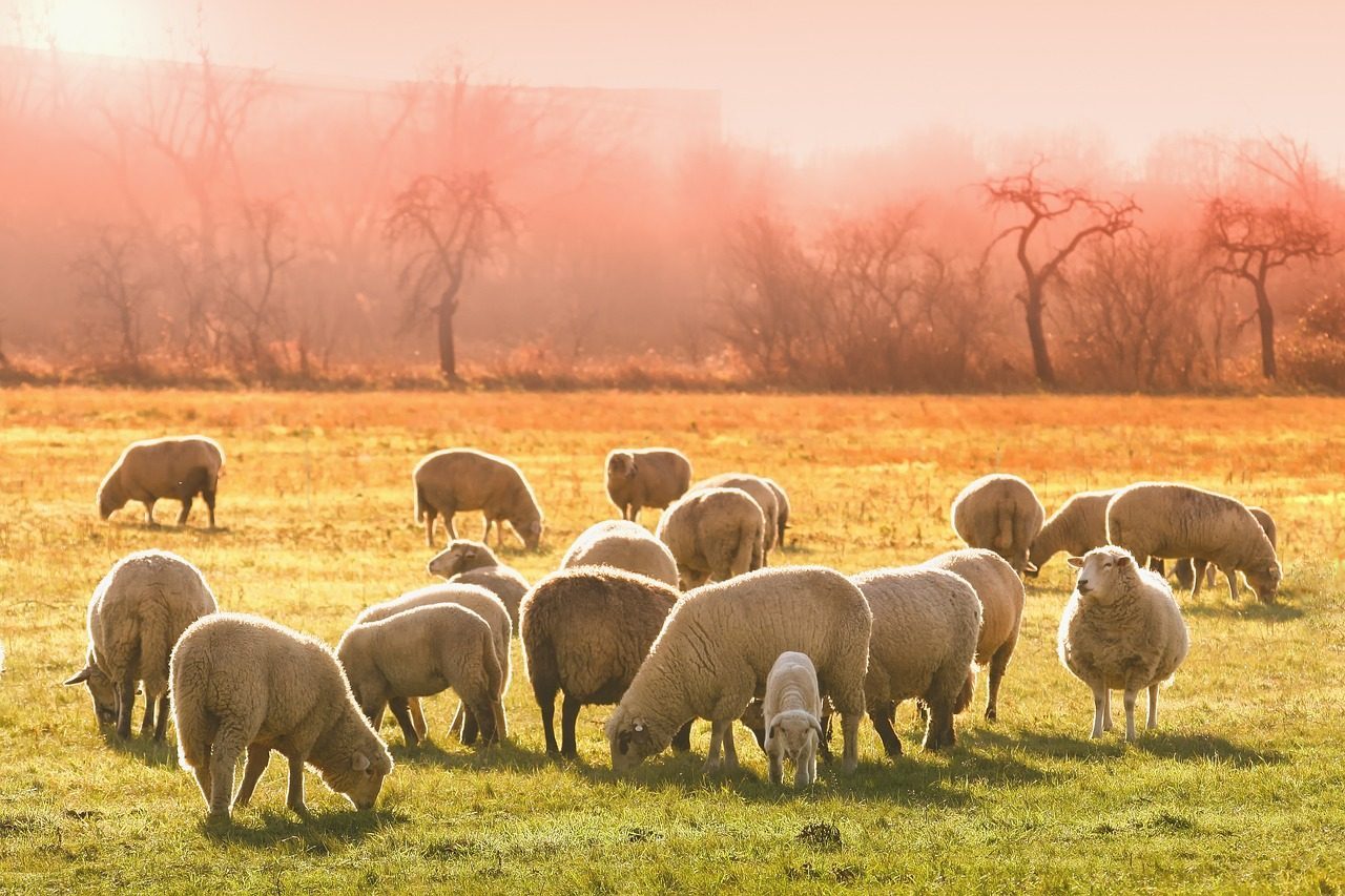 Leverage Mixed Grazing and Herd Behavior (Image Credits: Pixabay)