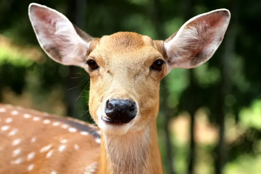 5. Ears in Constant Motion (Image Credits: Unsplash)