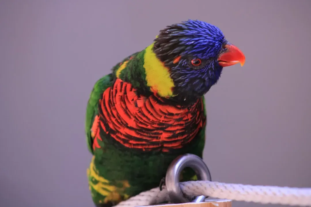 February: The Vibrant Parrot Spirit (Image Credits: Unsplash)