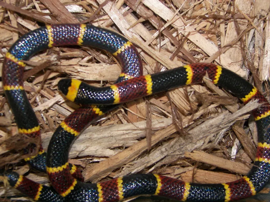 6. Eastern Coral Snake - Small, Colorful, and Lethally Venomous (snakecollector, Flickr, CC BY 2.0)