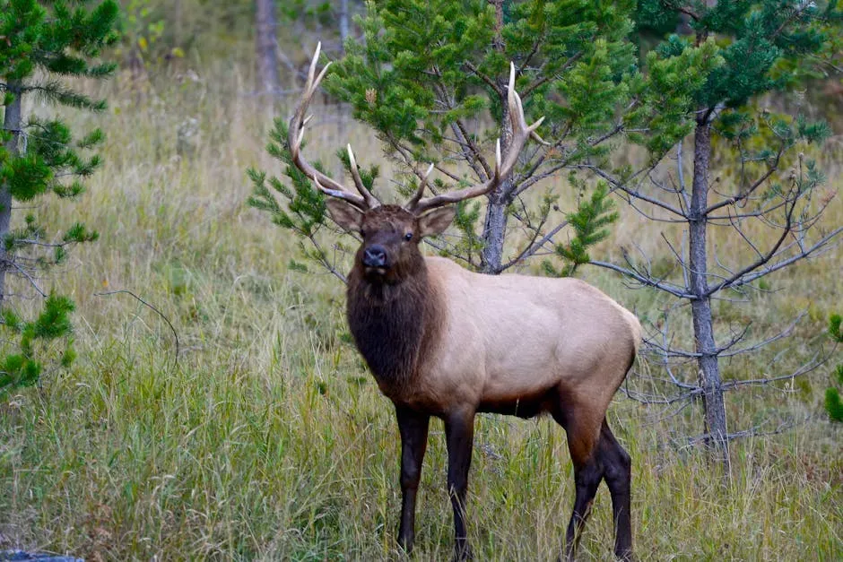 Wyoming (Image Credits: Pexels)