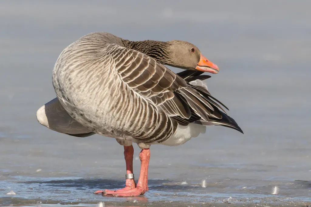 Increasing preening or maintenance activities (Image Credits: Flickr)