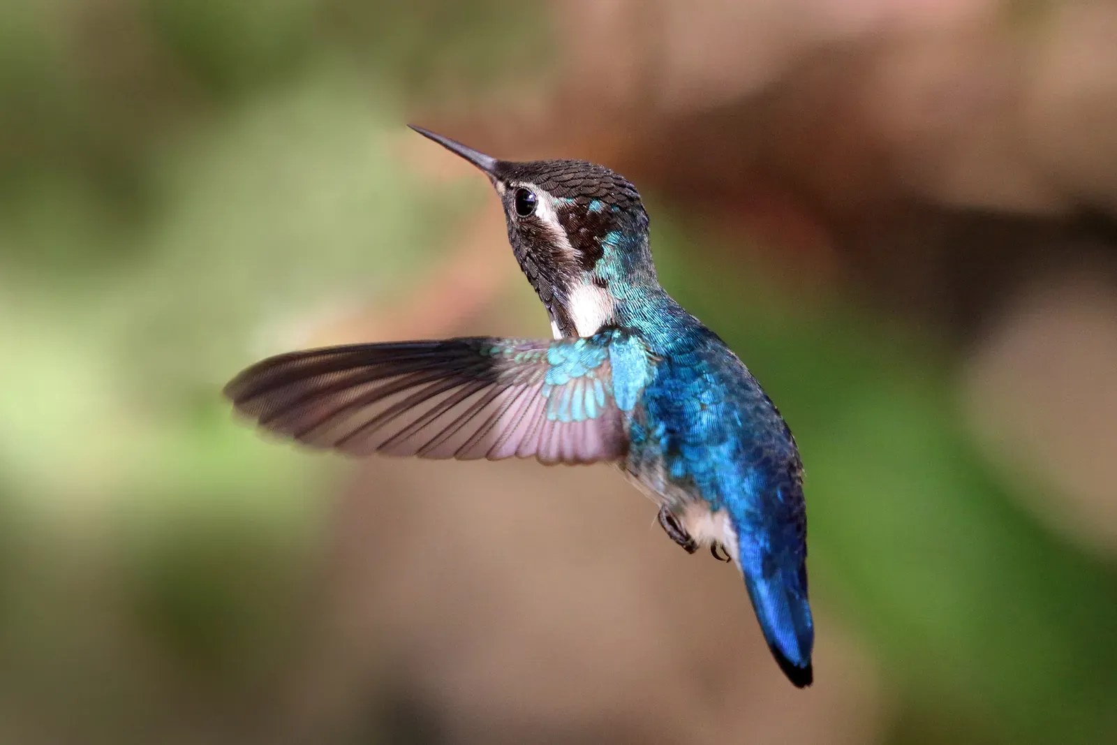 The Bee Hummingbird Takes Flight (Image Credits: Wikimedia)