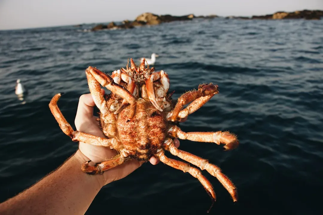 The Boxer Crab Wields Sea Anemones Like Weapons (Image Credits: Unsplash)