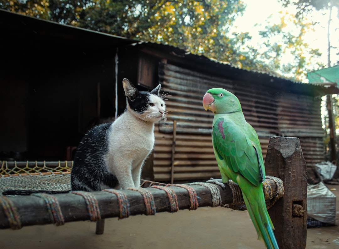 Cats' Surprising Defense Mechanisms (Image Credits: Unsplash)