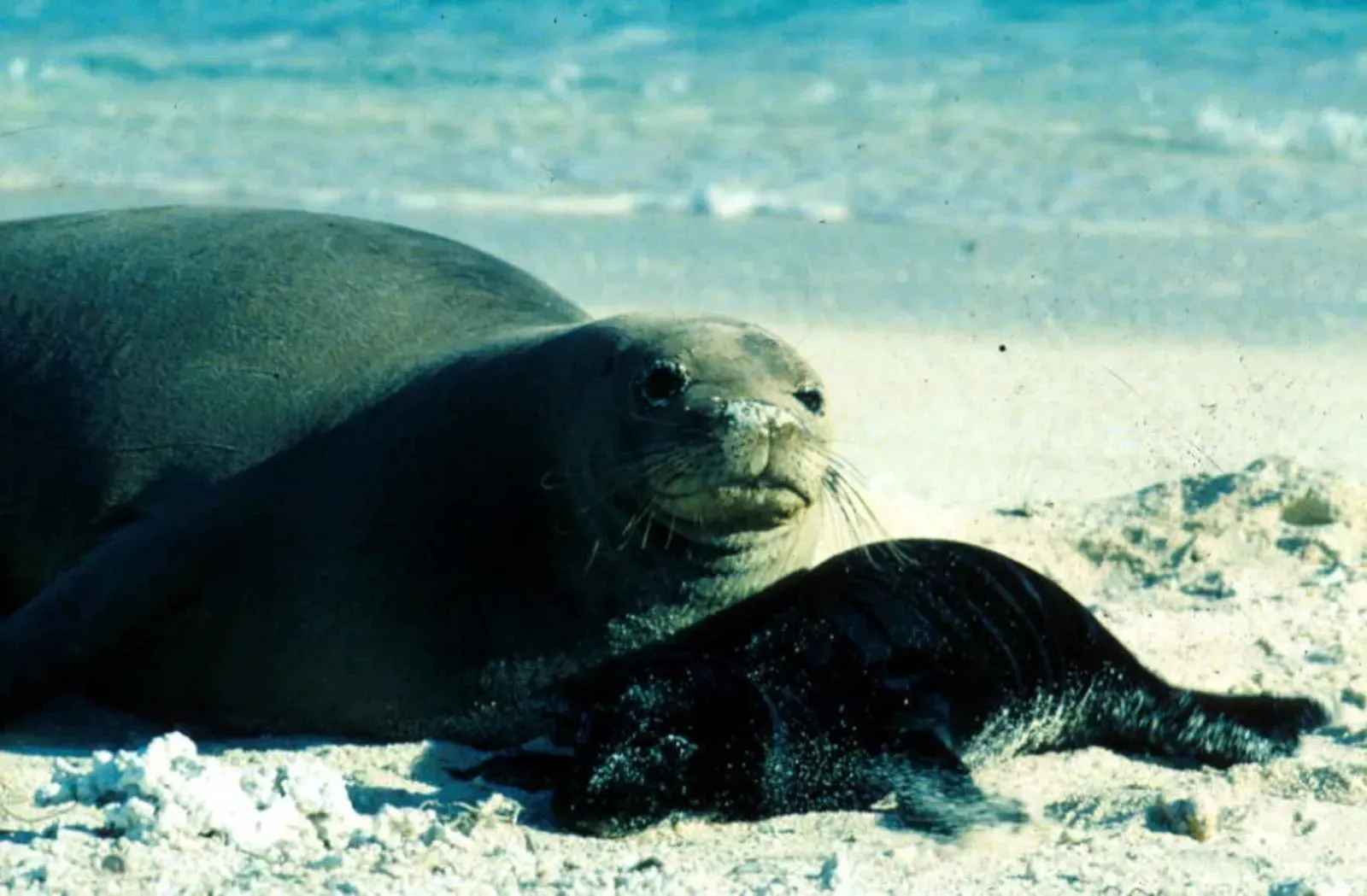 They're Losing Their Beaches to Rising Seas (Image Credits: Wikimedia)