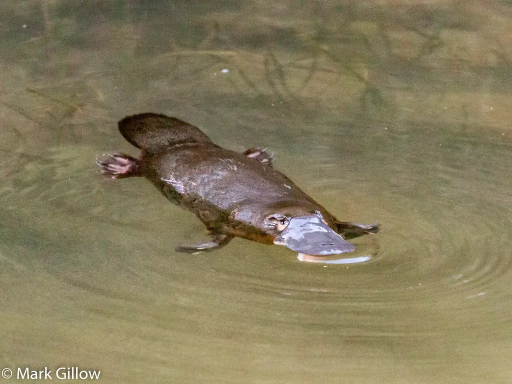 The Platypus: Evolution's Greatest Practical Joke (Mark Gillow, Flickr, CC BY 2.0)