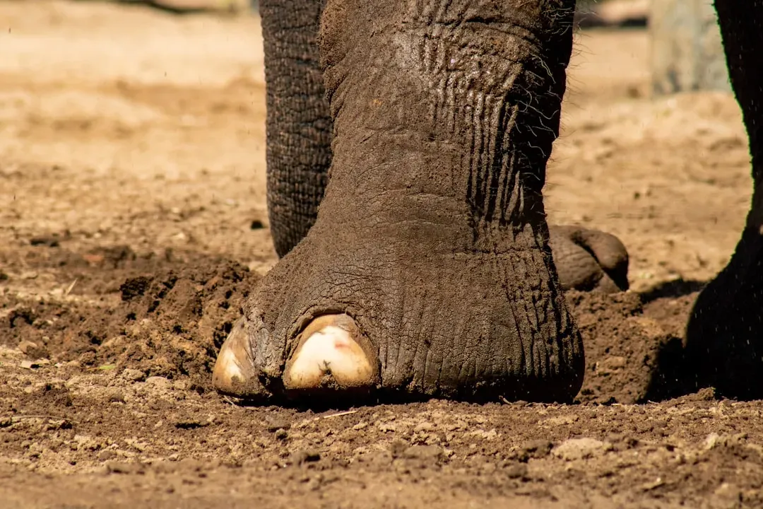 They Communicate Through the Ground With Their Feet (Image Credits: Unsplash)