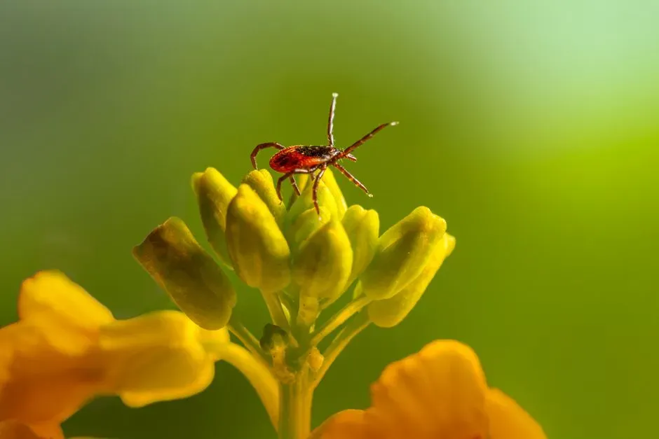 Broader Ecological Signals at Work (Image Credits: Pexels)