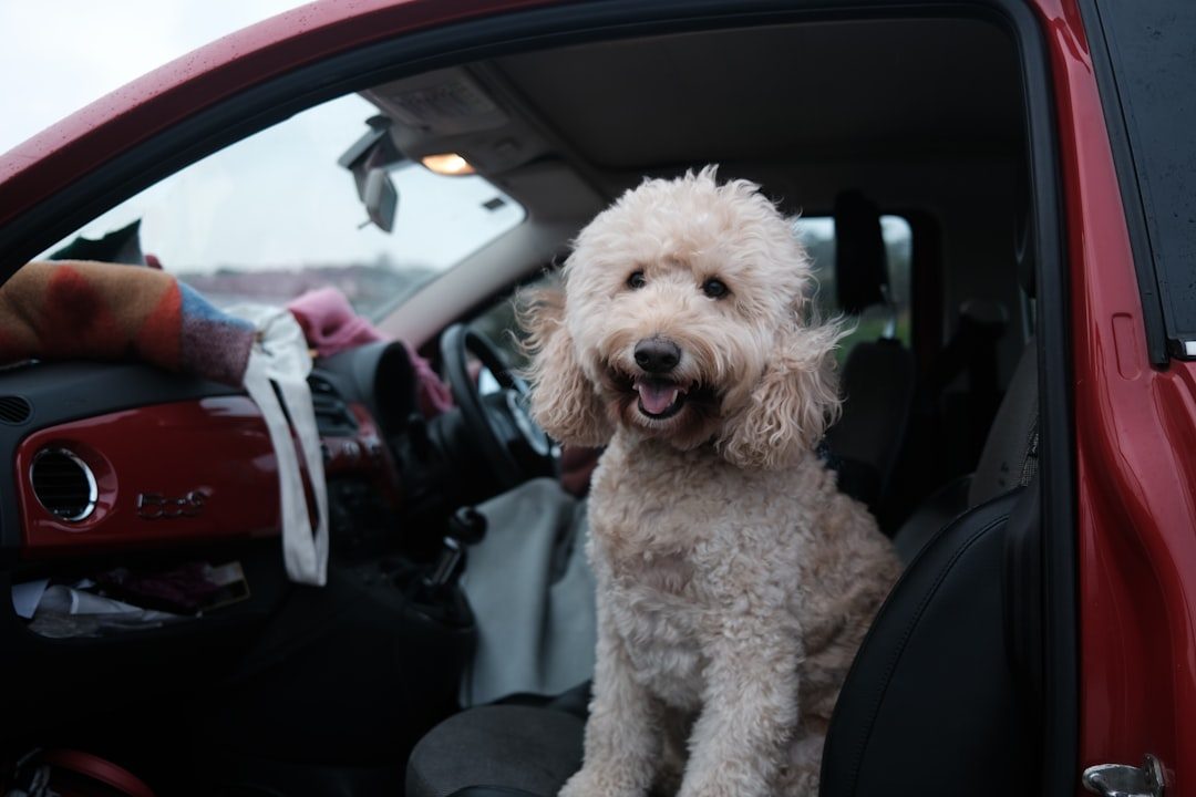 Never Leave Your Dog Alone in the Car (Image Credits: Unsplash)