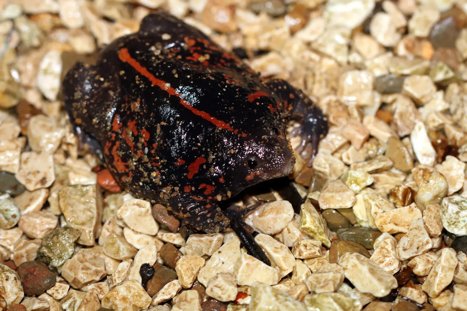 Pisces: The Spadefoot Toad (Image Credits: Wikimedia)