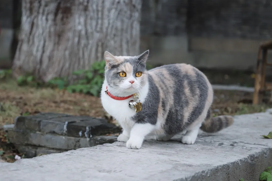 #25 - Japanese Bobtail: Playful Extroverts in an Introvert's World (Image Credits: Unsplash)