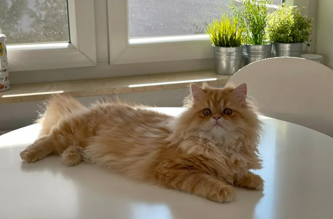 Persian: The Relaxed Ruler (Image Credits: Unsplash)