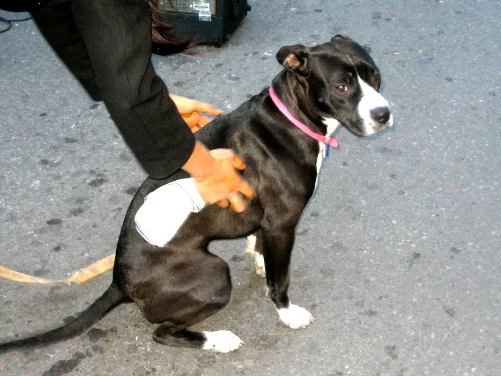 Conclusion: Every Breed Tells a Story (Alvin Spiel, Flickr, CC BY 2.0)